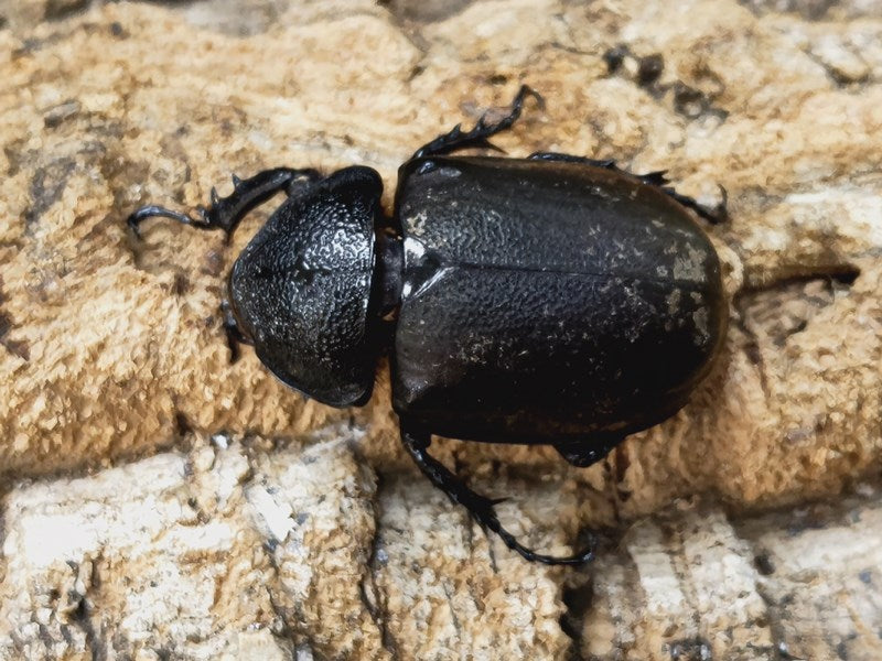 タイリクコーカサス ベトナム Dak Nong産 ペア（累代WD ♂107mm ♀Freemm ） – クワガタムシ・カブトムシ昆虫専門店COLORS