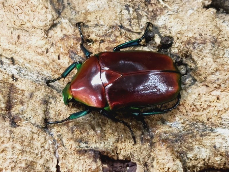 オオケバネカナブン – クワガタムシ・カブトムシ昆虫専門店COLORS