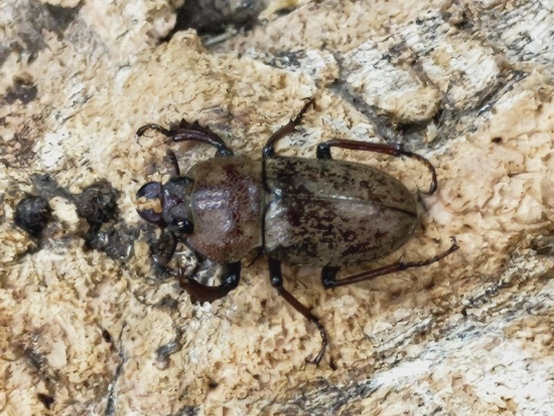 ハイイロクワガタ オーストラリア North Queensland Garradung Pally Creek産 ペア（累代CBF2 ♂25 –  クワガタムシ・カブトムシ昆虫専門店COLORS