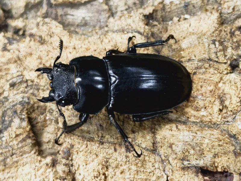 ニグリトゥスフタマタクワガタ タイ カオヤイ産 ペア（累代CB ♂70mm 2023/7 ♀B45(右後脚符節欠け)mm 2023/7） –  クワガタムシ・カブトムシ昆虫専門店COLORS