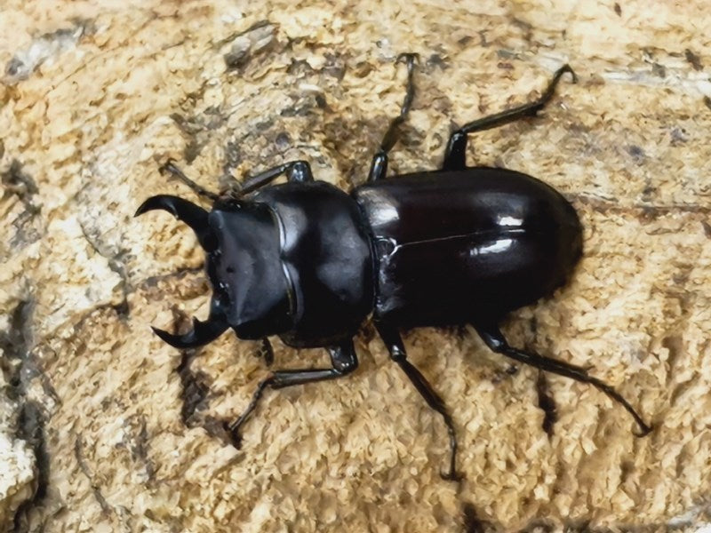 トクノシマコクワ – クワガタムシ・カブトムシ昆虫専門店COLORS