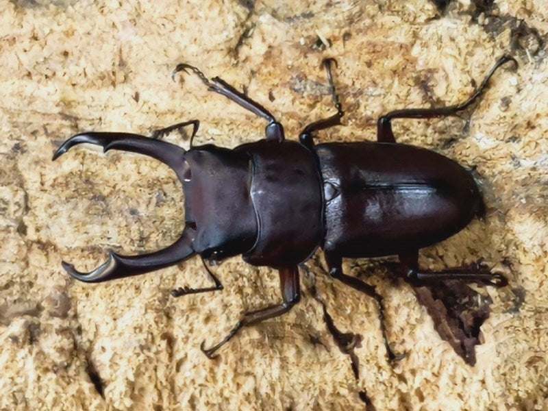 ヤクシマコクワガタ 日本 屋久島町宮之浦産 ペア（累代WF1 ♂45mm 2023/9 ♀30mm 2023/9）