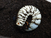 画像をギャラリービューアに読み込む, アクティオンゾウカブト幼虫 ペルー イキトス産 ペア
