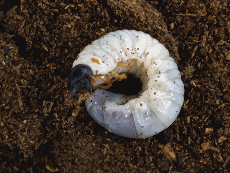 ミンダナオアトラス(フィリピンアトラス)幼虫 フィリピン ミンダナオ島マラグサン産