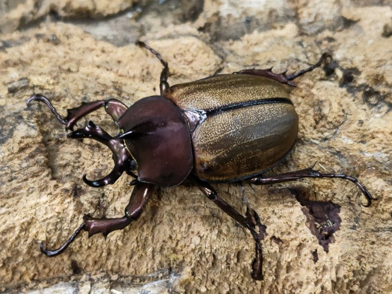 マルガリータヒナカブト – クワガタムシ・カブトムシ昆虫専門店COLORS